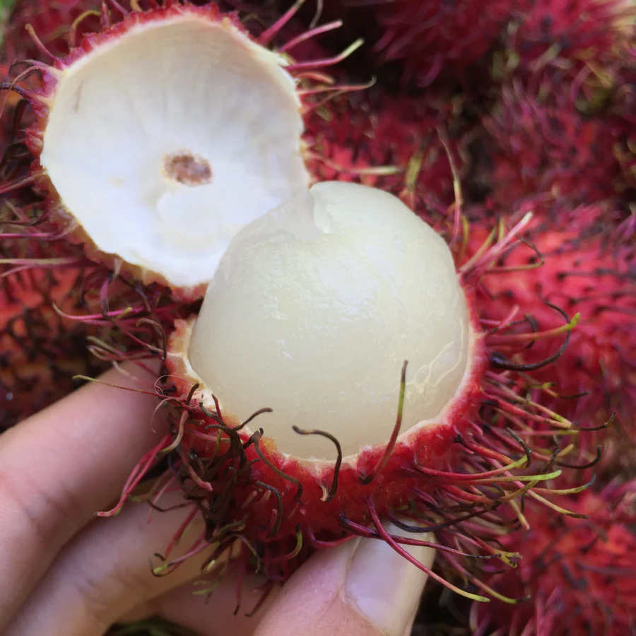 fresh_rambutan_from_guatemala_buy_online_from_miami_fruit_1_c7be839d-374e-40da-9146-788c3a54d0d2_900x