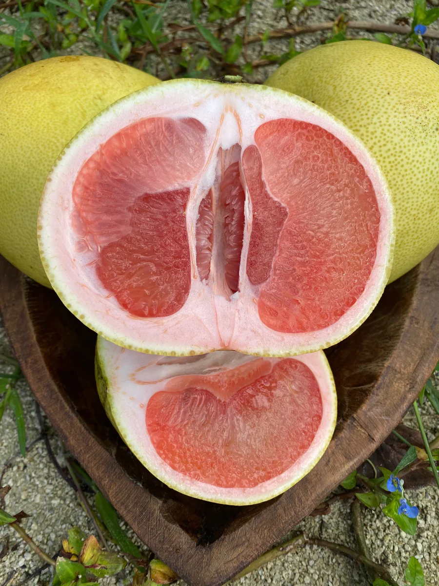 getfloridagrownpomelodelivered_900x