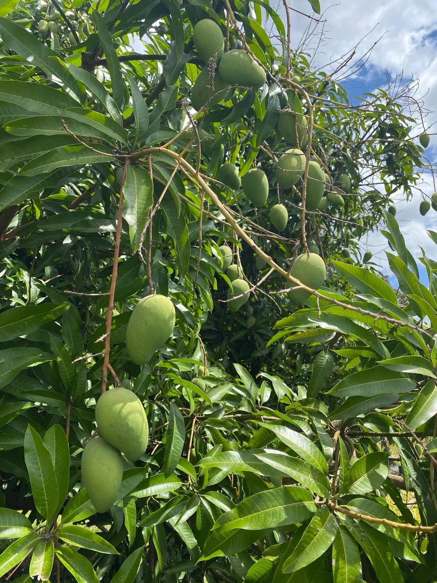 greenmangoesonthetreemiamifruit_900x