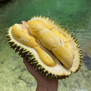 HULU (HOR LOR) DURIAN