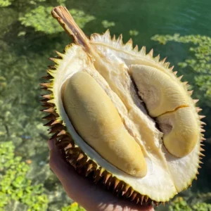 D24 (SULTAN) DURIAN