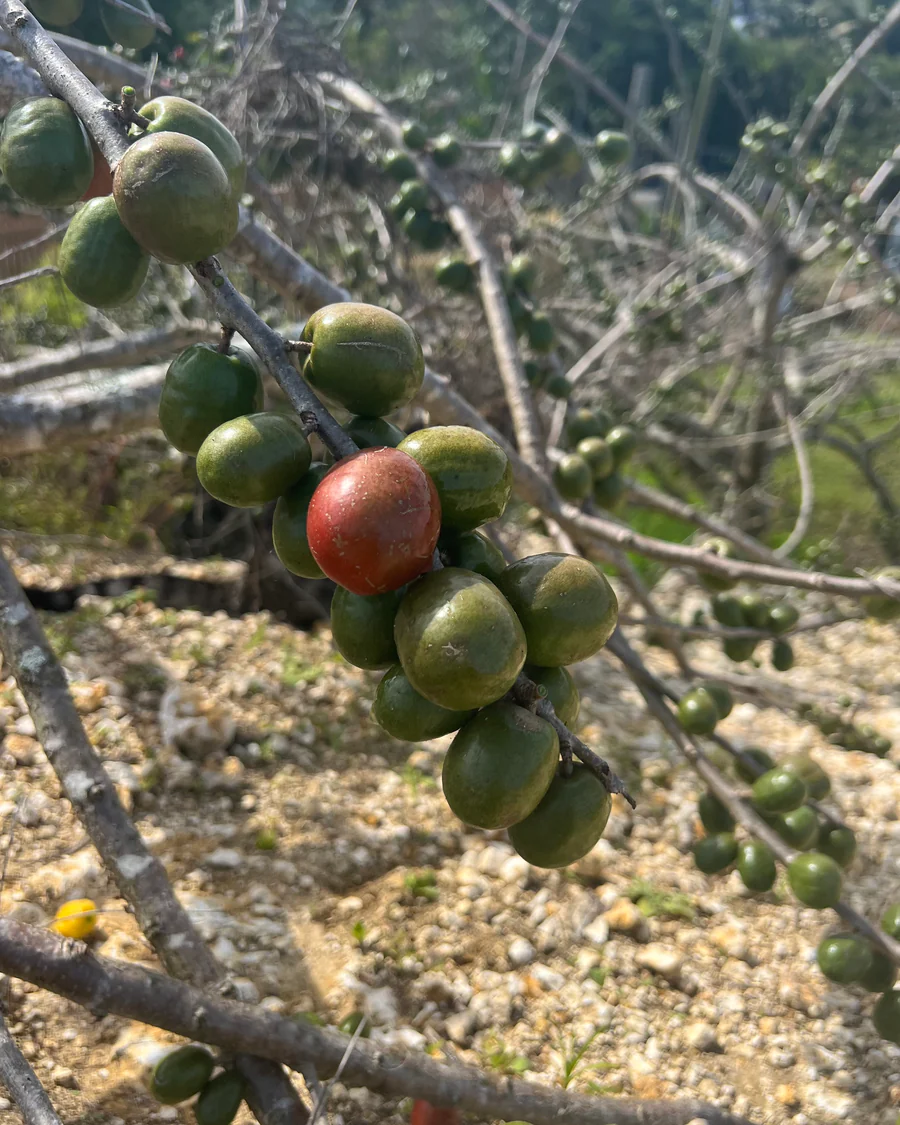 image_005de5c4-73d9-4d32-9a2a-f40ee4238d08_900x