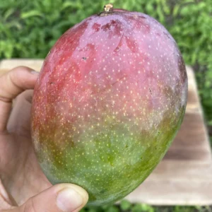 FRUIT PUNCH MANGO *PRE-ORDER 2024*