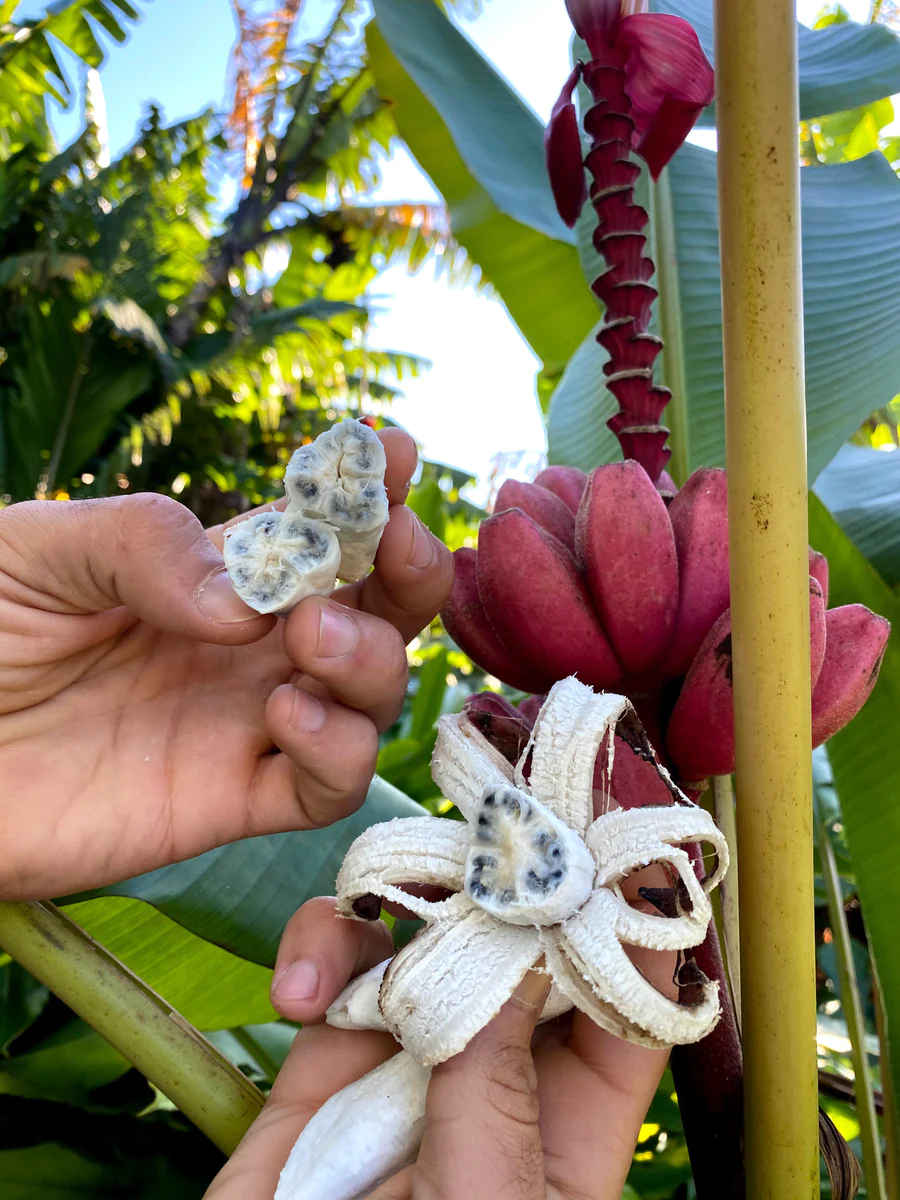 image_035f7165-d534-4079-b4a1-d971d0fd8131_900x