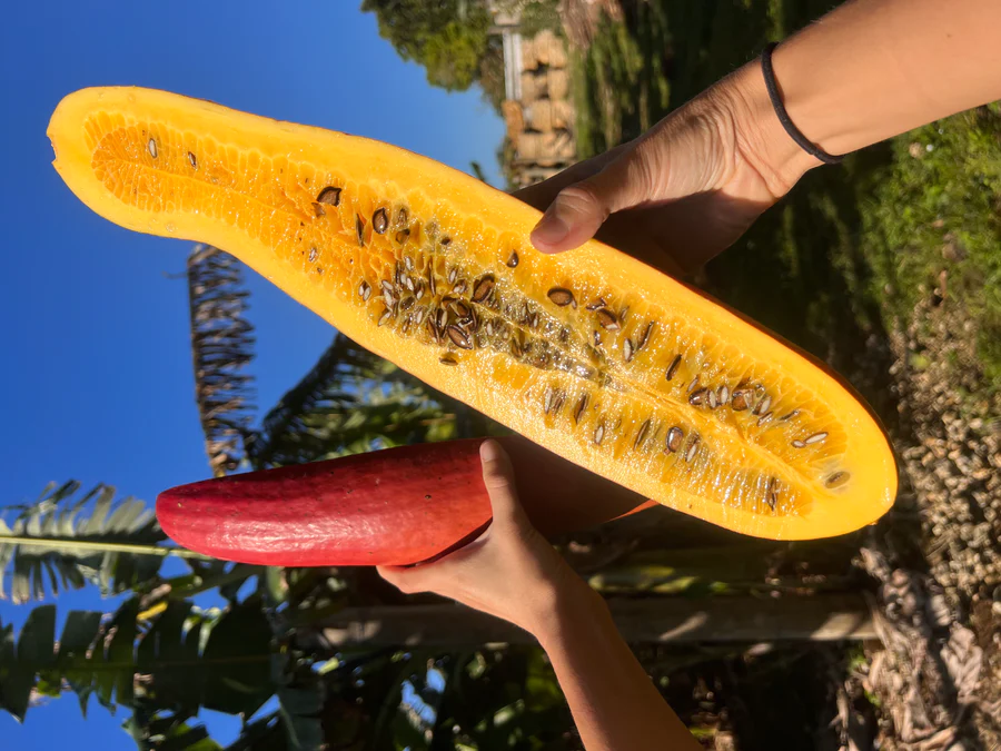 image_0824f438-b367-48e3-97d5-9189ff0c12c9_900x