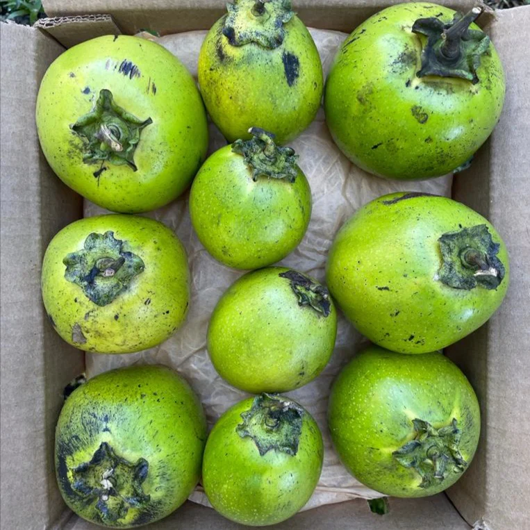 image_0f622b50-f63d-42e1-b296-975dc95c17ed_900x