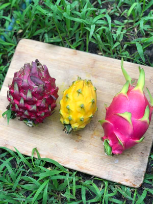 image_12f769ae-8f9a-4244-a52f-beedc1401d14_300x