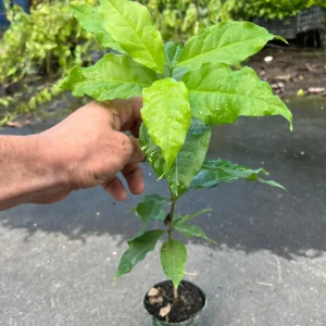 PEANUT BUTTER FRUIT TREE