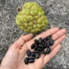 ANNONA SQUAMOSA SEEDS - (GREEN SUGAR APPLE SEEDS)