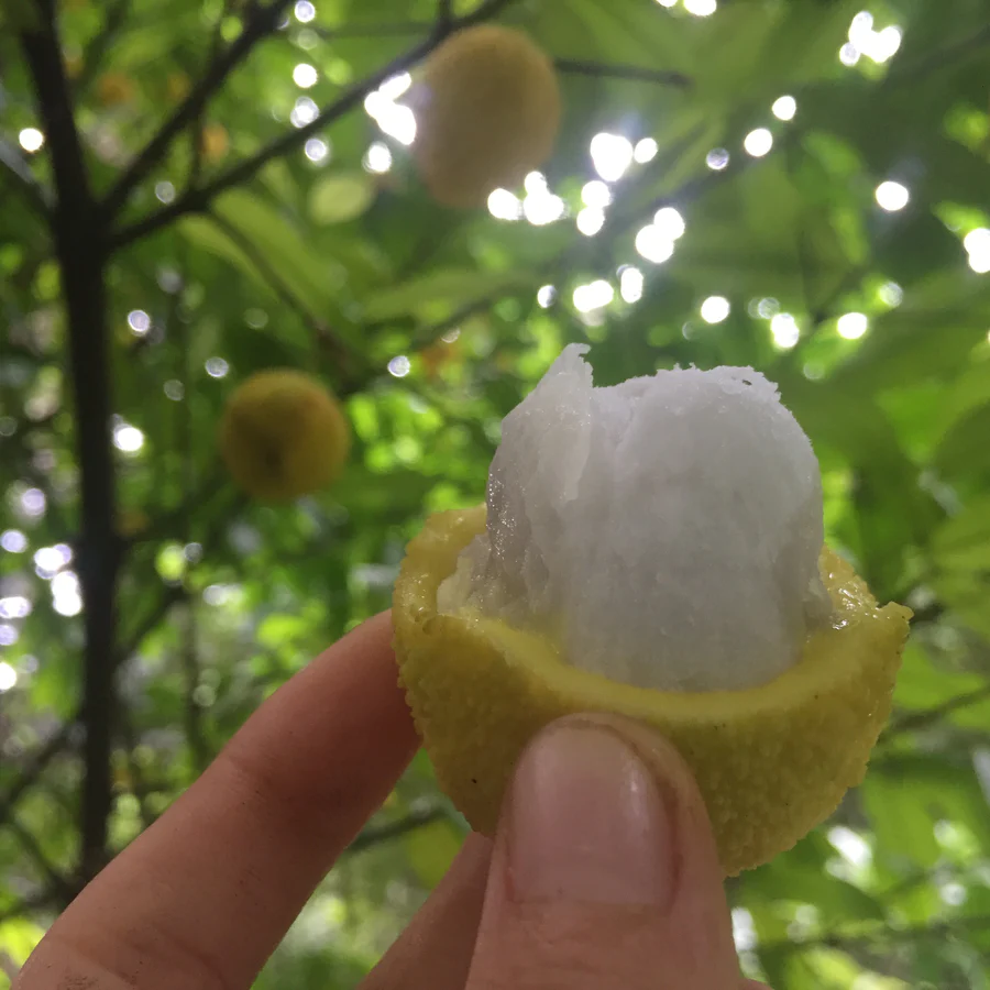 image_1ed93b29-bb06-4272-8964-53cf8920697d_900x