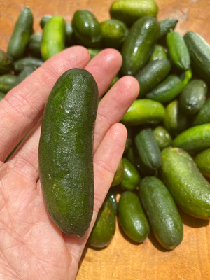 image_29593e65-a9a6-4e78-92ba-5c7adf864d2a_300x