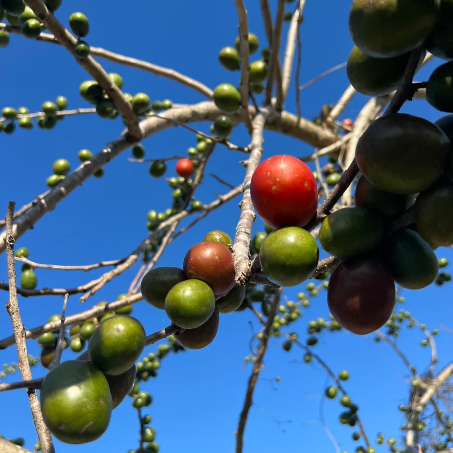 image_2a4acefd-f816-4109-96bf-7babded64ee7_900x