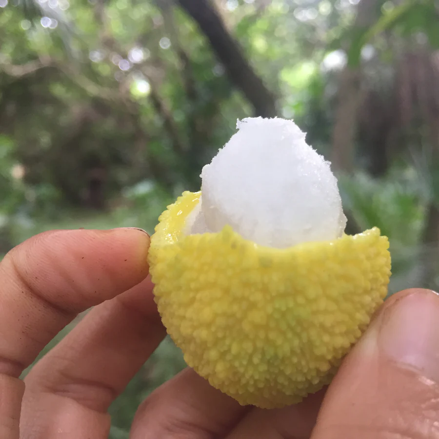 image_2d70852b-f88b-49cc-b085-b8c2c23850fd_900x