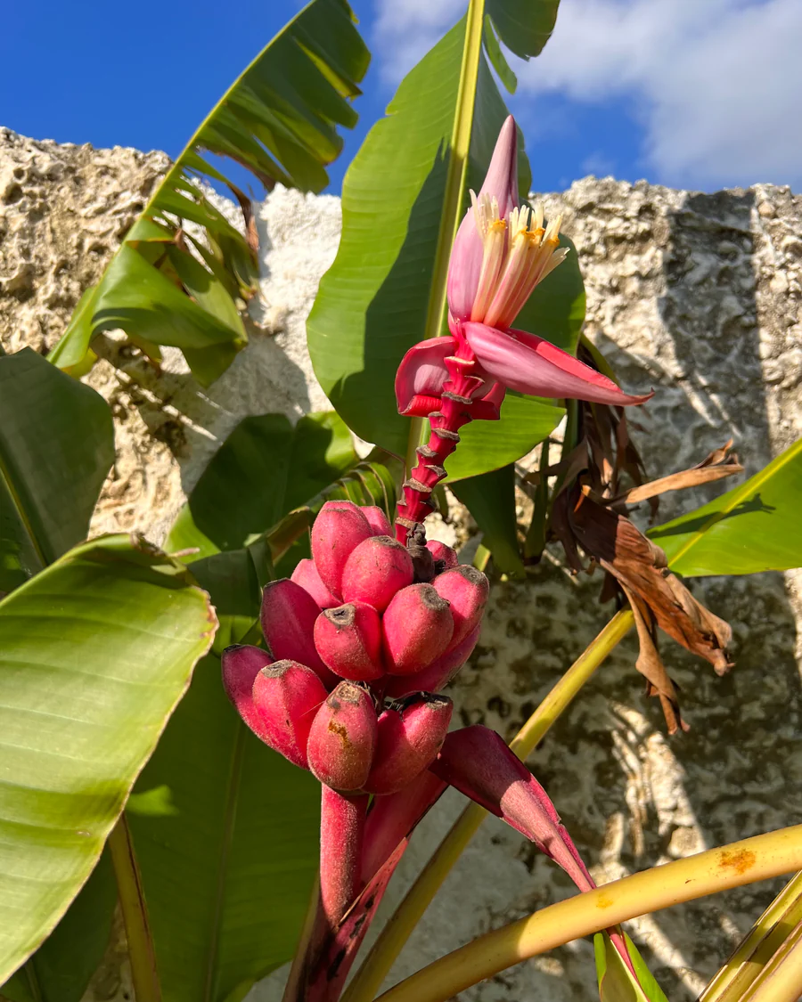 image_2dcffdd2-590f-40b2-add6-323e0852fabc_900x