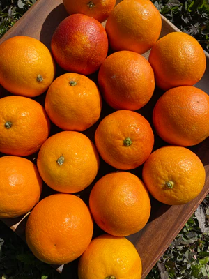 image_2dea0647-dad8-4c3d-8512-a41eb8587293_300x