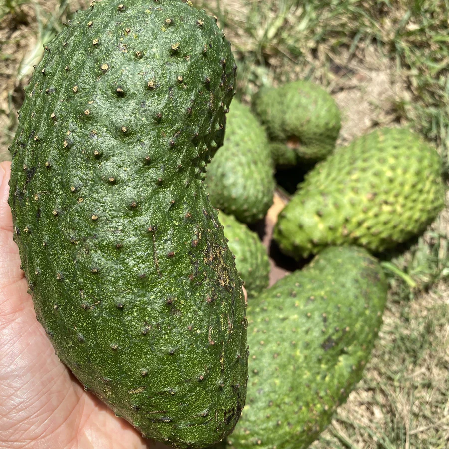 image_2f0affb2-25bf-40f9-a05e-5386ab027dfd_900x