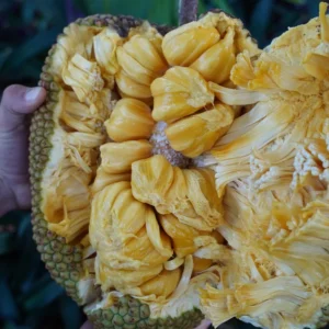 CHEMPEJACK FRUIT *PRE-ORDER*