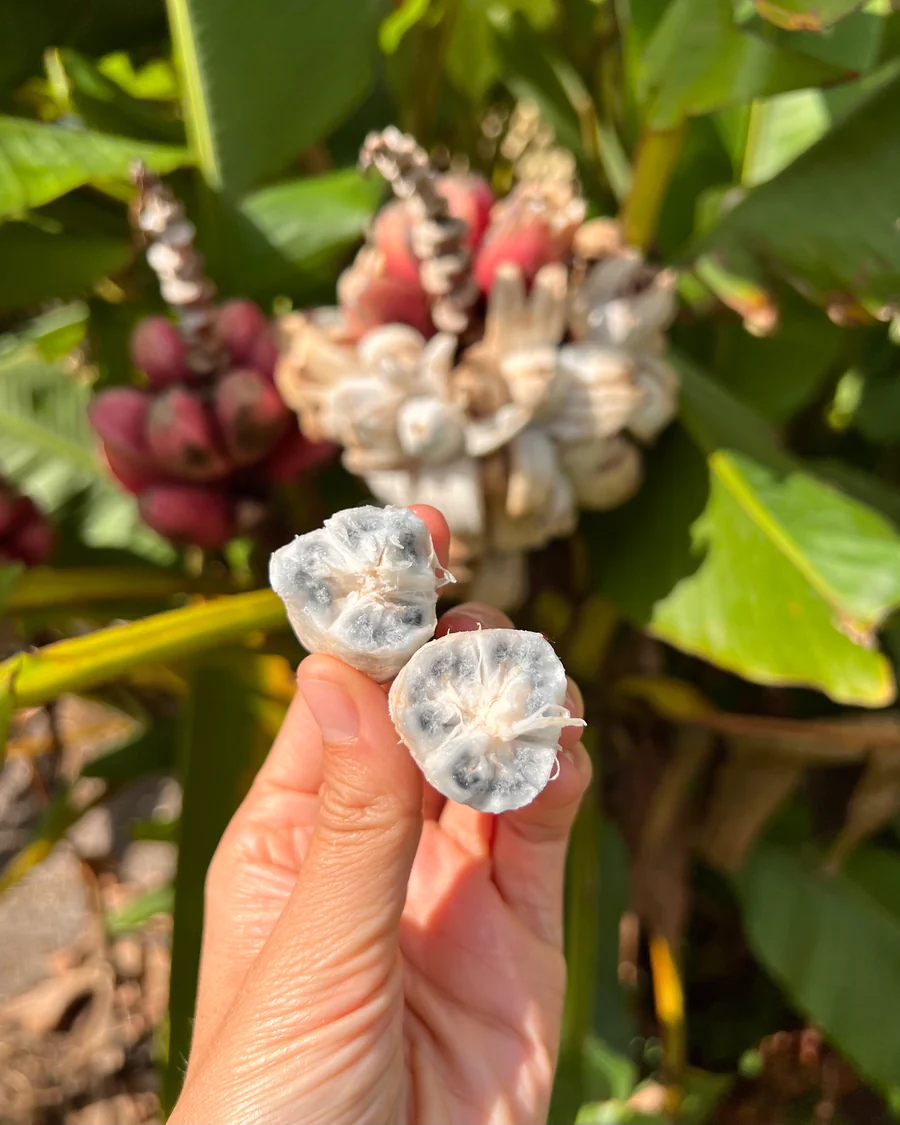 image_3078b054-b1cc-453d-b189-d3e47d3b2872_900x