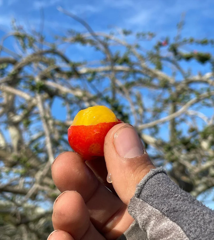 image_30817505-e62a-4f89-a3c8-cc81252cc469_900x