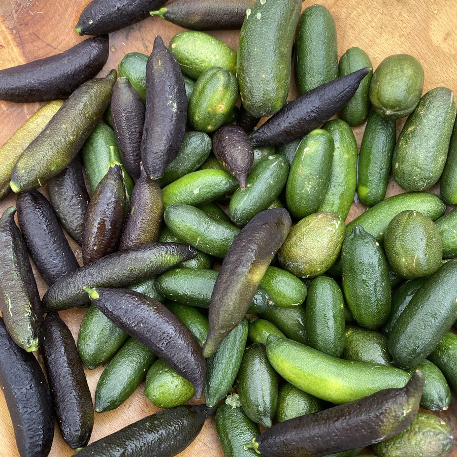 image_379f6e33-f2ea-4521-9194-eb23d87cd962_900x