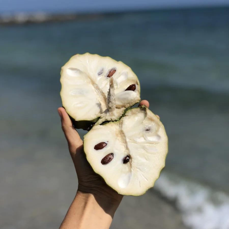 image_46ca743a-9ca4-4959-b616-078ea9aa8bc5_900x