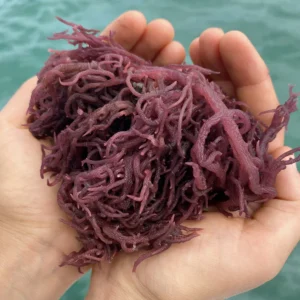 WILD HARVESTED PURPLE SEA MOSS