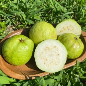 WHITE GUAVA
