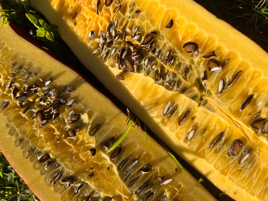 image_4ab47526-578a-4d6e-8913-5e0a95c607fb_900x