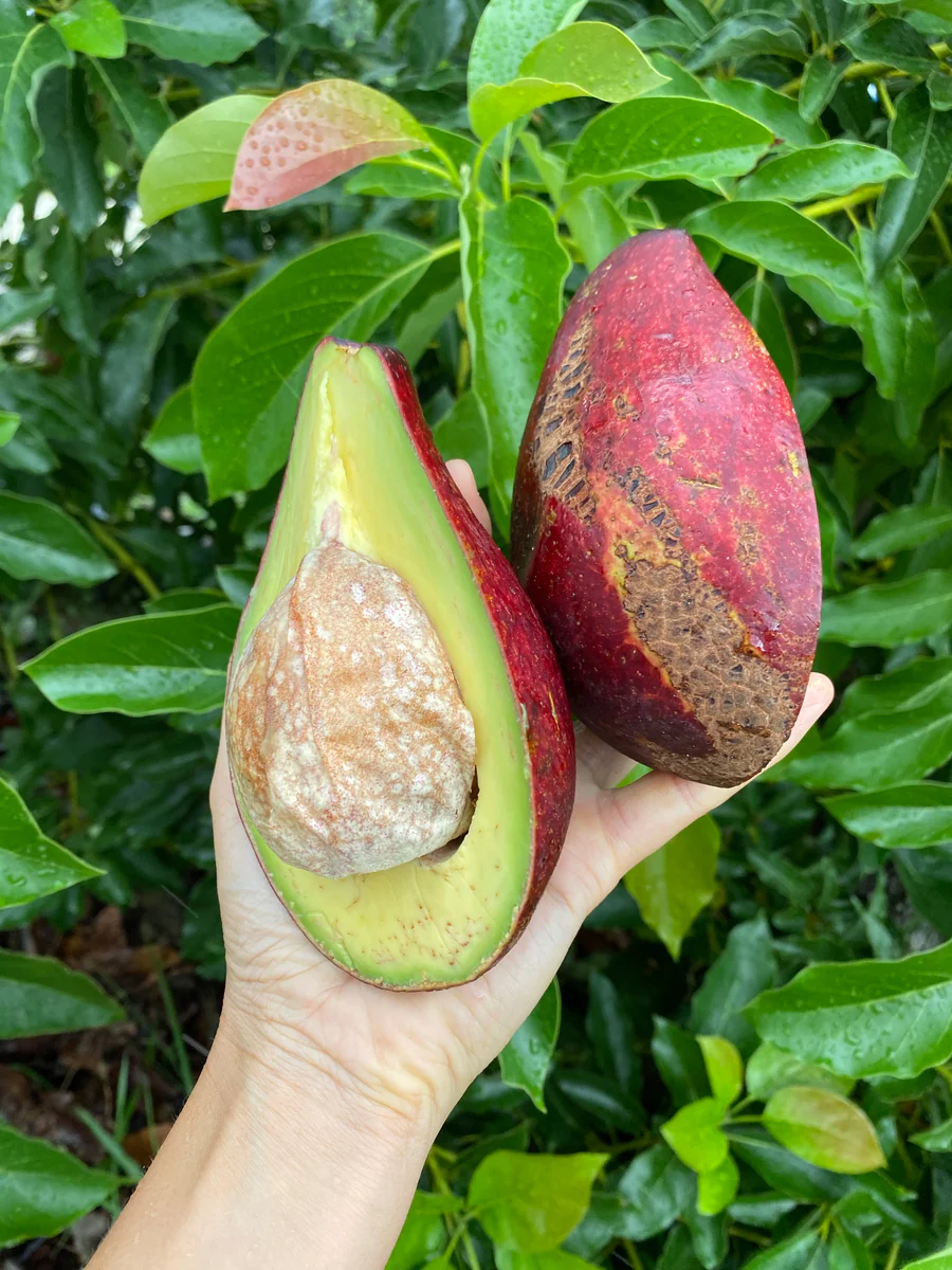 image_4e38dd97-794a-4670-a64c-56edb2e2cb33_900x