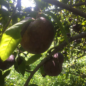 image_4eeb6516-d810-47cf-b064-fcc5be01b81c_300x