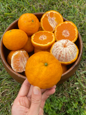 image_5153bc78-6459-48d1-809c-ec7cea2bfe43_300x