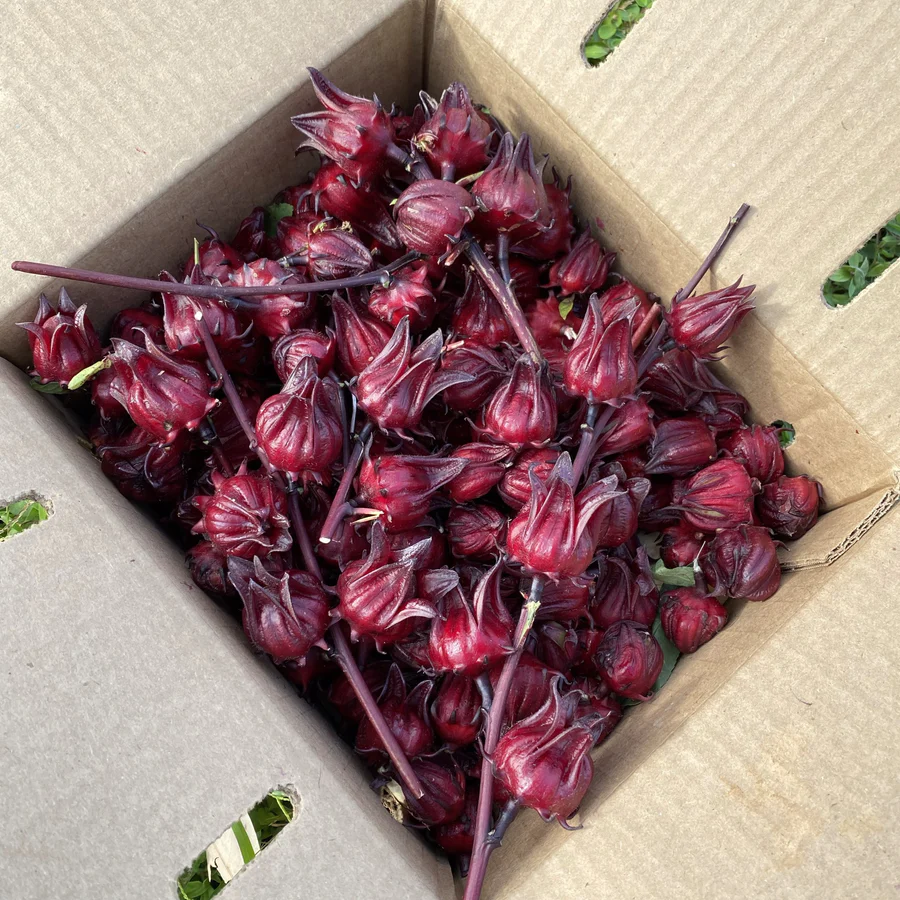 image_516b6324-62d7-4163-8787-ca0d9879160e_900x