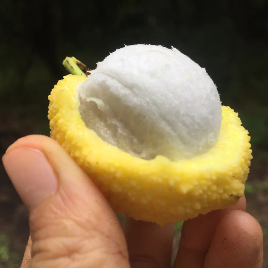 image_52e4a384-8f04-4367-a921-7357025a254c_900x