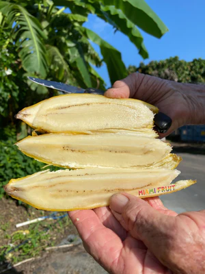 image_52e68332-9af2-447c-b5da-14f1f8d4708b_300x