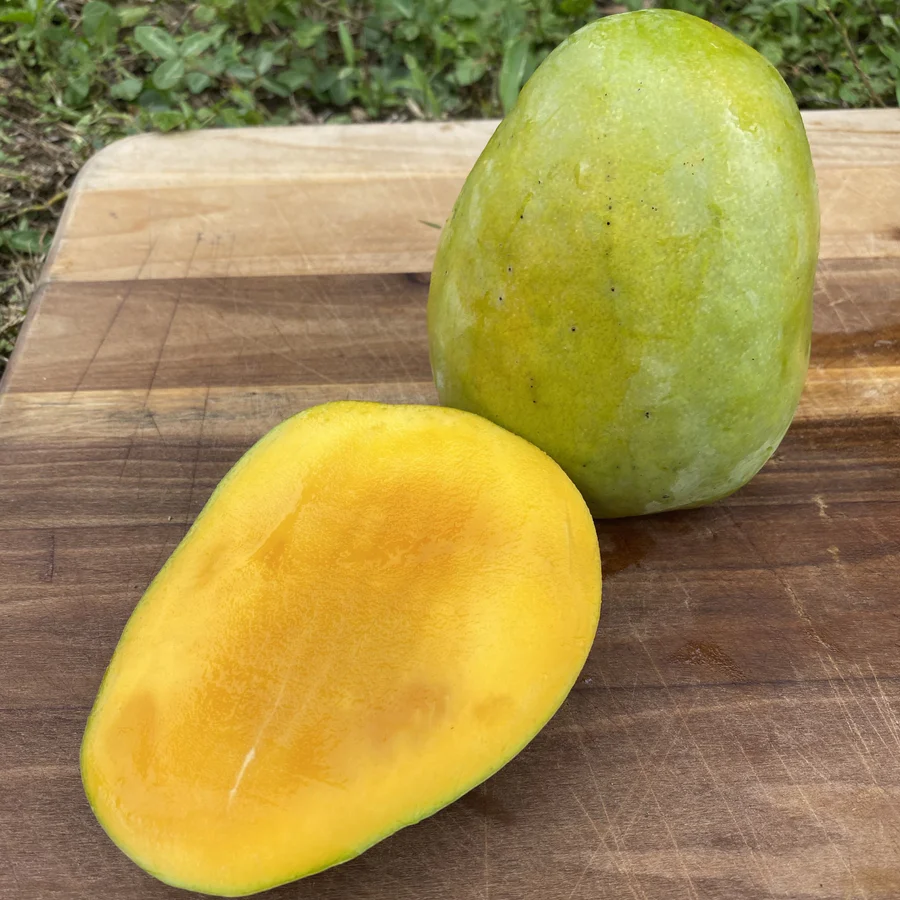 image_5442b0ab-a8b4-4cf4-84cd-70802709d8fd_900x