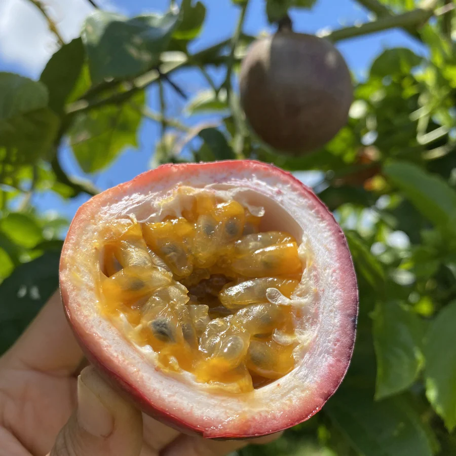 image_5592706b-b363-4d39-a454-1947017ea52f_900x