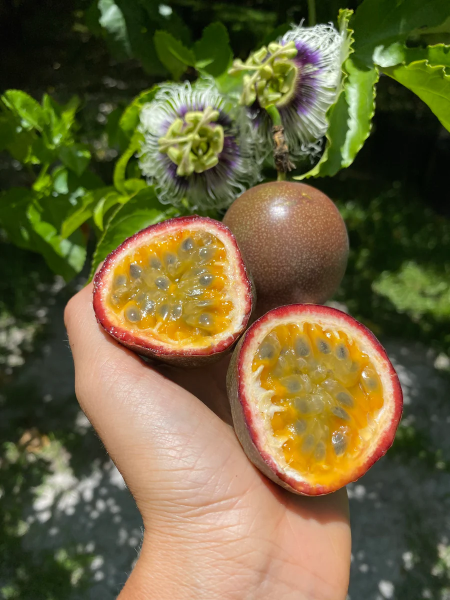 image_60f8e2b9-0f7b-4556-b3c4-7f6b2ab743f9_900x