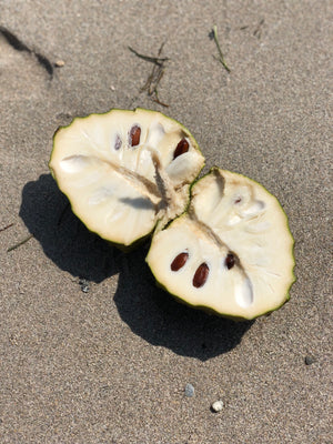 image_61f33383-16fa-45c8-b50c-8c6eb6b5fe7e_300x