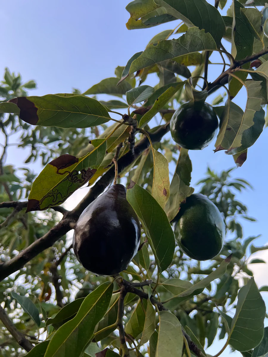 image_66d26844-719d-42c6-a073-9346b58567b9_900x