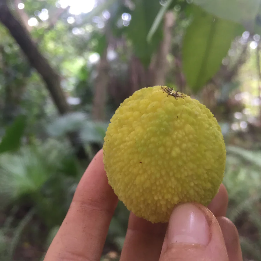 image_6dafe519-bf3b-4680-b89f-6ee9ae008cde_900x