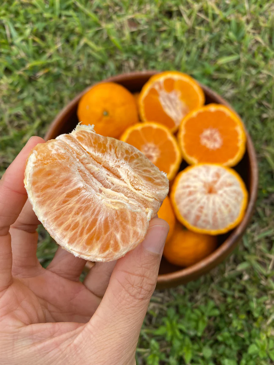 image_730469c4-f0a9-4385-a750-f2d7ea17830a_900x