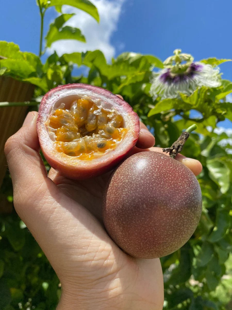 image_743fae3b-d962-4dfa-a126-6cf6503da34a_900x