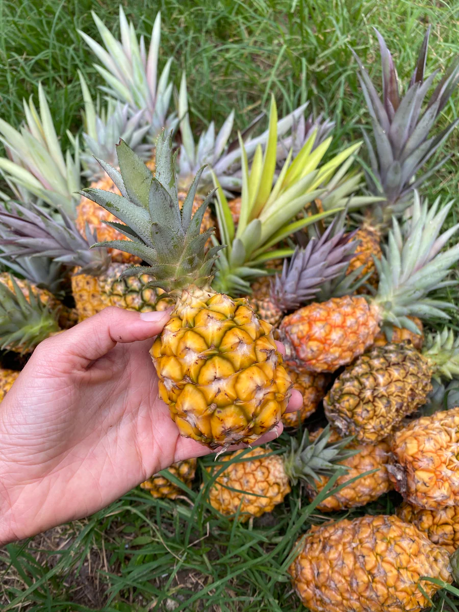 image_758b622e-2b8e-4300-83ab-420024667ac5_900x