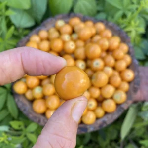 GOLDENBERRY (PERUVIAN GROUNDCHERRY) BOX