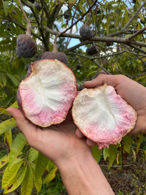 image_79205672-baaf-4b5f-86da-313a5bfe194a_300x