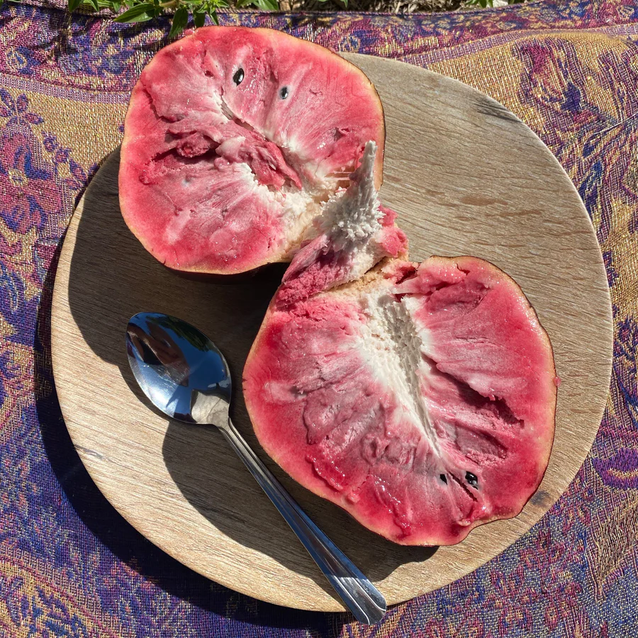 image_8114c0df-e52a-4205-ab0f-c36d5adb53df_900x