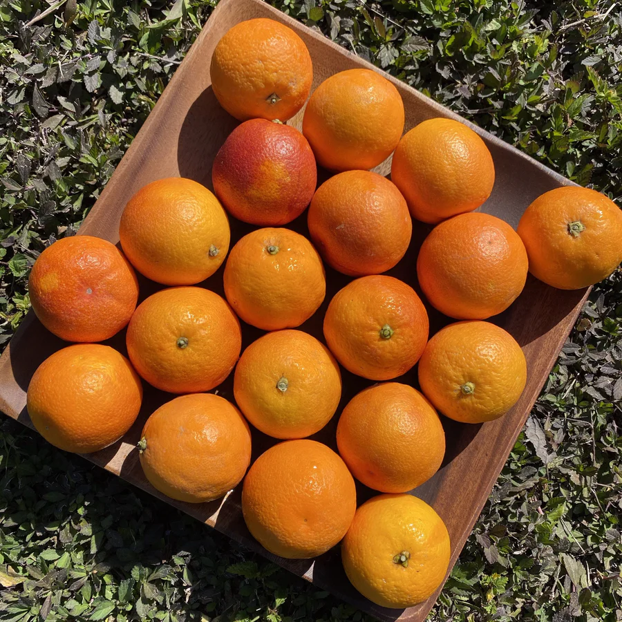 image_88f901b4-1a80-4fd8-83db-af66f3c35824_900x