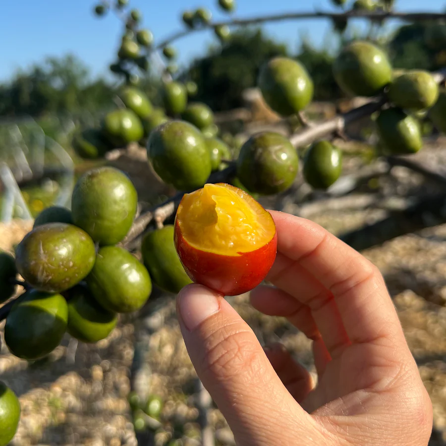 image_951b1a90-29fc-4467-a0f8-35da93d62277_900x