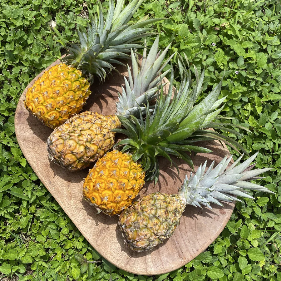 image_96770a4a-498c-417a-a700-47083f8fd0eb_900x