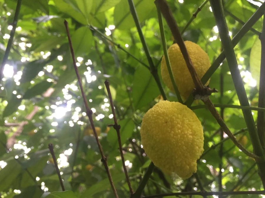 image_9a190bb5-b36d-4d3e-94c4-1da70e49af7b_900x